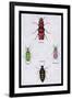 Beetles from North and South America and Spain-Sir William Jardine-Framed Art Print