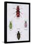 Beetles from North and South America and Spain-Sir William Jardine-Framed Stretched Canvas