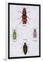 Beetles from North and South America and Spain-Sir William Jardine-Framed Art Print