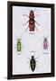 Beetles from North and South America and Spain-Sir William Jardine-Framed Art Print