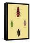 Beetles from North and South America and Spain-Sir William Jardine-Framed Stretched Canvas