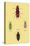 Beetles from North and South America and Spain-Sir William Jardine-Stretched Canvas