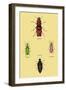 Beetles from North and South America and Spain-Sir William Jardine-Framed Art Print