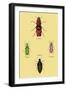 Beetles from North and South America and Spain-Sir William Jardine-Framed Art Print