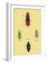 Beetles from North and South America and Spain-Sir William Jardine-Framed Art Print