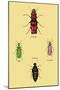 Beetles from North and South America and Spain-Sir William Jardine-Mounted Art Print