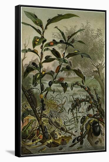 Beetles in a Flood-null-Framed Stretched Canvas