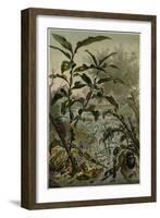 Beetles in a Flood-null-Framed Giclee Print