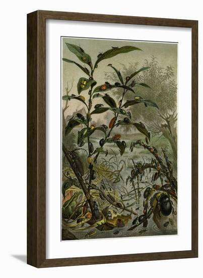 Beetles in a Flood-null-Framed Giclee Print