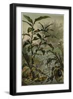 Beetles in a Flood-null-Framed Giclee Print