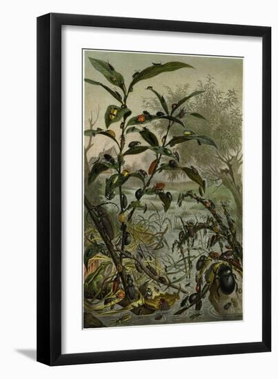 Beetles in a Flood-null-Framed Giclee Print