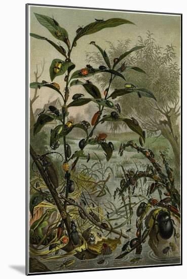 Beetles in a Flood-null-Mounted Giclee Print