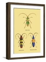 Beetles: Lamia Ornata, L. Formosa and Desmocerus Cyaneus-Sir William Jardine-Framed Art Print