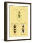 Beetles: Lamia Ornata, L. Formosa and Desmocerus Cyaneus-Sir William Jardine-Framed Art Print