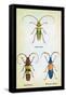 Beetles: Lamia Ornata, L. Formosa and Desmocerus Cyaneus-Sir William Jardine-Framed Stretched Canvas