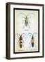 Beetles: Lamia Ornata, L. Formosa and Desmocerus Cyaneus-Sir William Jardine-Framed Art Print