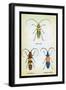 Beetles: Lamia Ornata, L. Formosa and Desmocerus Cyaneus-Sir William Jardine-Framed Art Print