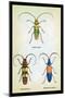 Beetles: Lamia Ornata, L. Formosa and Desmocerus Cyaneus-Sir William Jardine-Mounted Art Print