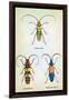 Beetles: Lamia Ornata, L. Formosa and Desmocerus Cyaneus-Sir William Jardine-Framed Art Print