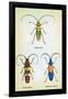 Beetles: Lamia Ornata, L. Formosa and Desmocerus Cyaneus-Sir William Jardine-Framed Art Print