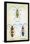 Beetles: Lamia Ornata, L. Formosa and Desmocerus Cyaneus-Sir William Jardine-Framed Stretched Canvas