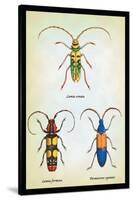 Beetles: Lamia Ornata, L. Formosa and Desmocerus Cyaneus-Sir William Jardine-Stretched Canvas