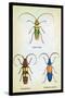 Beetles: Lamia Ornata, L. Formosa and Desmocerus Cyaneus-Sir William Jardine-Stretched Canvas