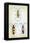 Beetles: Lamia Ornata, L. Formosa and Desmocerus Cyaneus-Sir William Jardine-Framed Stretched Canvas