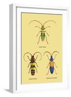 Beetles: Lamia Ornata, L. Formosa and Desmocerus Cyaneus-Sir William Jardine-Framed Art Print