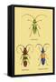 Beetles: Lamia Ornata, L. Formosa and Desmocerus Cyaneus-Sir William Jardine-Framed Stretched Canvas