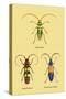 Beetles: Lamia Ornata, L. Formosa and Desmocerus Cyaneus-Sir William Jardine-Stretched Canvas