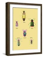 Beetles of America, Britain, Brazil, England and Europe-Sir William Jardine-Framed Art Print