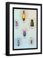 Beetles of America, Britain, Brazil, England and Europe-Sir William Jardine-Framed Art Print