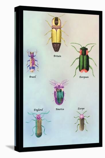 Beetles of America, Britain, Brazil, England and Europe-Sir William Jardine-Stretched Canvas