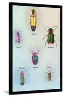 Beetles of America, Britain, Brazil, England and Europe-Sir William Jardine-Stretched Canvas