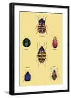 Beetles of Barbary and the Americas-Sir William Jardine-Framed Art Print