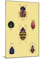 Beetles of Barbary and the Americas-Sir William Jardine-Mounted Art Print