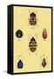 Beetles of Barbary and the Americas-Sir William Jardine-Framed Stretched Canvas