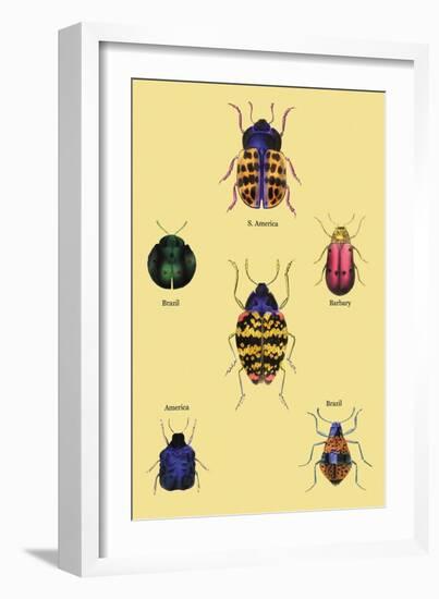 Beetles of Barbary and the Americas-Sir William Jardine-Framed Art Print