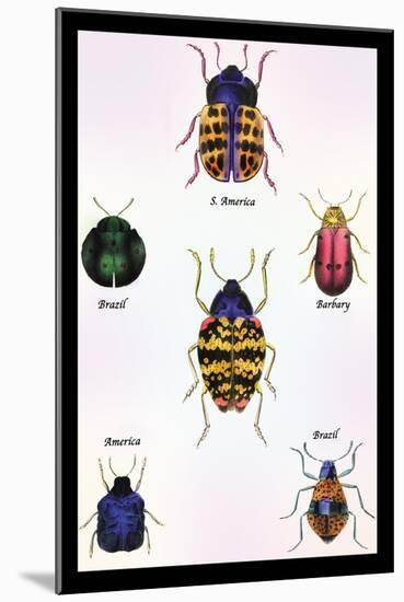 Beetles of Barbary and the Americas-Sir William Jardine-Mounted Art Print