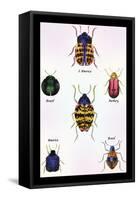 Beetles of Barbary and the Americas-Sir William Jardine-Framed Stretched Canvas