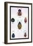 Beetles of Barbary and the Americas-Sir William Jardine-Framed Art Print