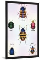 Beetles of Barbary and the Americas-Sir William Jardine-Mounted Art Print