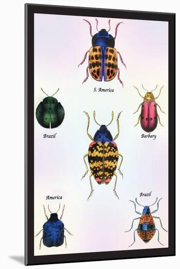 Beetles of Barbary and the Americas-Sir William Jardine-Mounted Art Print