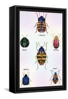 Beetles of Barbary and the Americas-Sir William Jardine-Framed Stretched Canvas