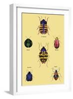 Beetles of Barbary and the Americas-Sir William Jardine-Framed Art Print