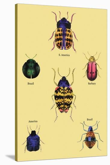 Beetles of Barbary and the Americas-Sir William Jardine-Stretched Canvas