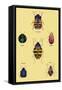 Beetles of Barbary and the Americas-Sir William Jardine-Framed Stretched Canvas