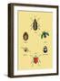 Beetles of Brazil, Britain, England and Saint Domingo-Sir William Jardine-Framed Art Print