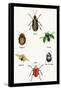 Beetles of Brazil, Britain, England and Saint Domingo-Sir William Jardine-Framed Stretched Canvas